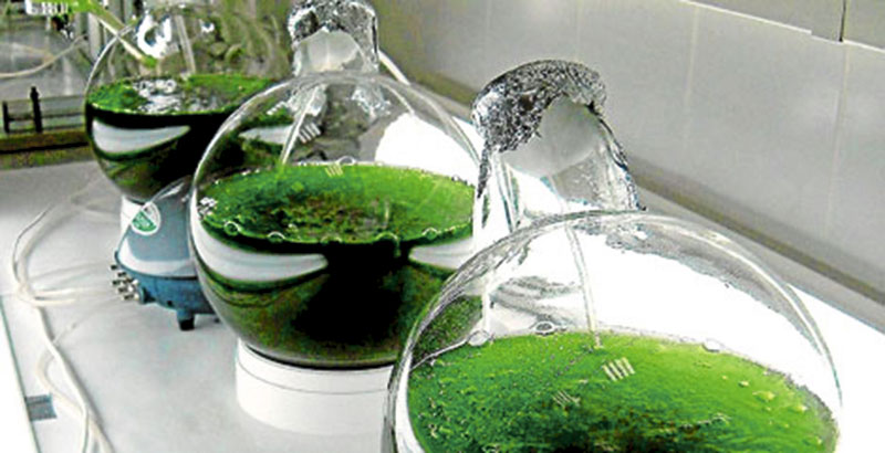 Biofuels Research Paper