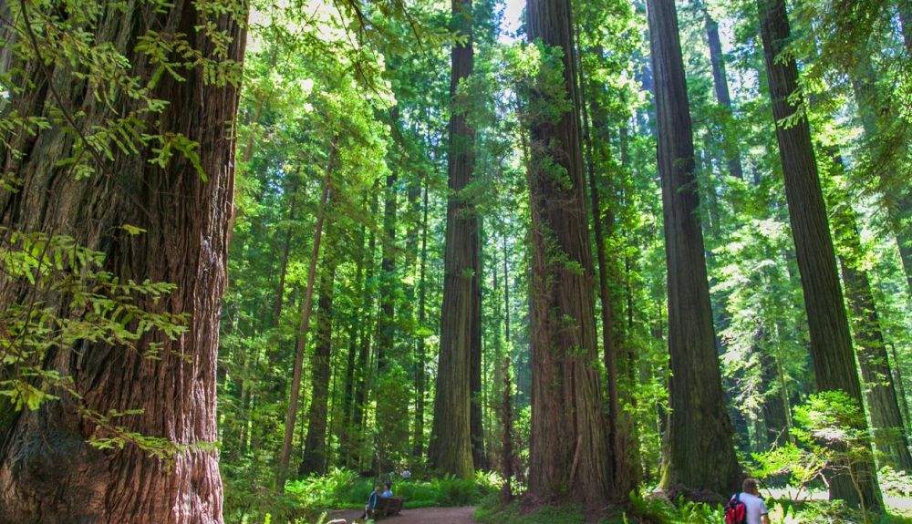 El carbono almacenado en la naturaleza debe permanecer.