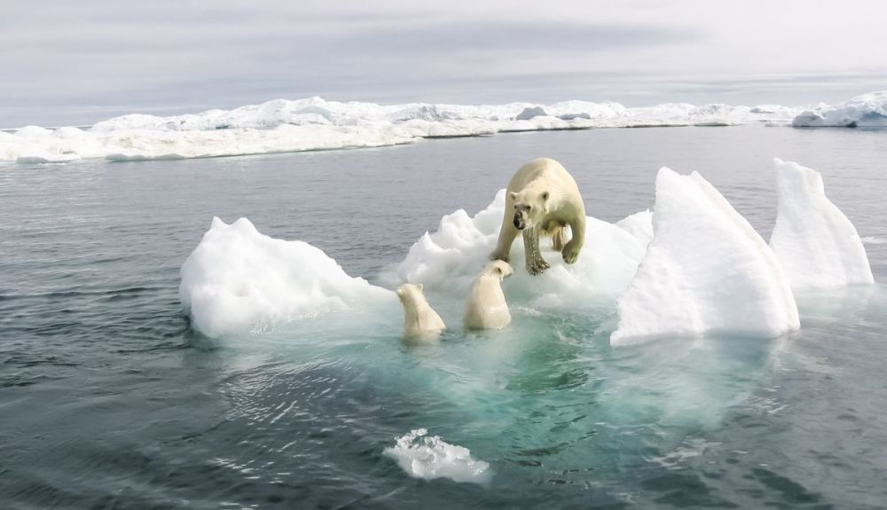 El calentamiento global afecta muy negativamente al oso polar. El calentamiento global afecta muy negativamente al oso polar.