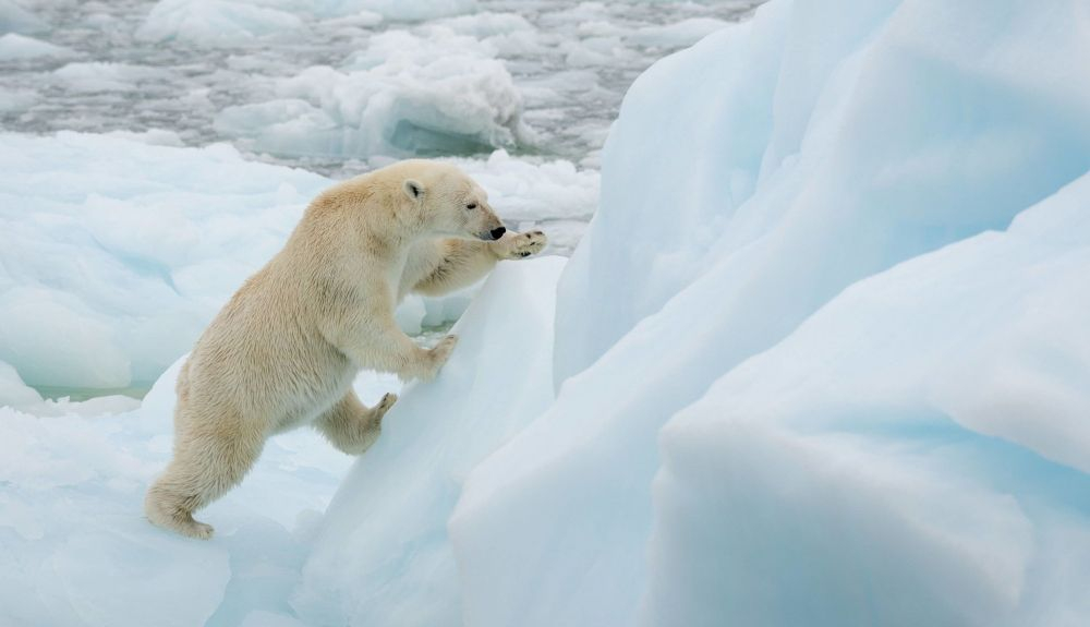 Muchos inuit creen que se adaptarán a un clima cambiante y han informado de aumentos en el número de ellos en algunas áreas del Ártico. Muchos inuit creen que se adaptarán a un clima cambiante y han informado de aumentos en el número de ellos en algunas áreas del Ártico.