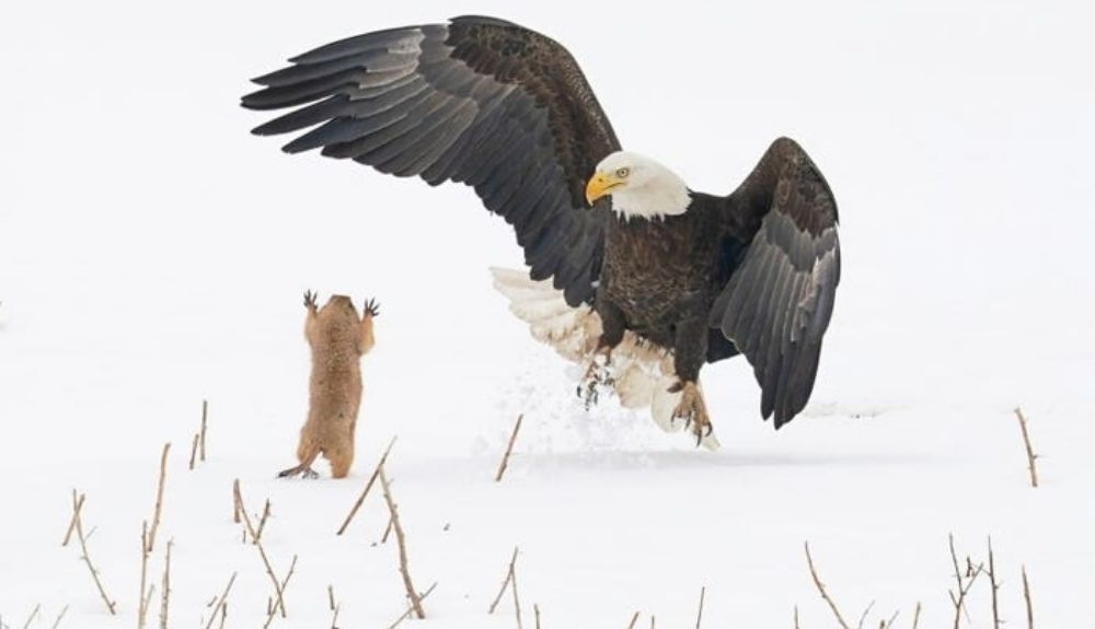 El premio Creatures on the Land fue para Arthur Treviño, por su fotografía de un valiente perrito de las praderas que aparentemente asusta a un águila calva.