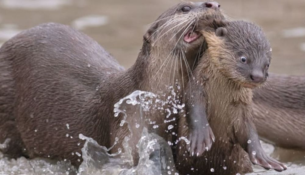 A veces, se necesita amor duro. Chee Kee Teo ganó el premio Creatures Under the Water por esta foto de una nutria que enseña a nadar a su bebé.