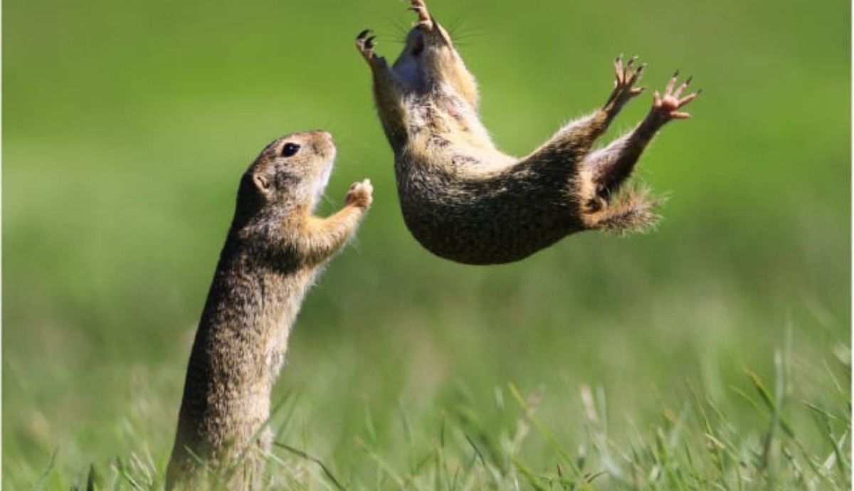 Las fotos de animales más divertidas de 2021