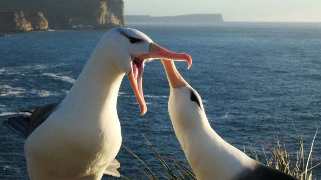 Los albatros son famosos por emparejarse toda la vida.