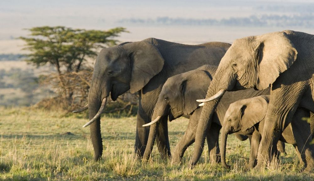 El comercio de marfil de elefantes tieneconsecuencias ecológicas más amplias. El comercio de marfil de elefantes tieneconsecuencias ecológicas más amplias.