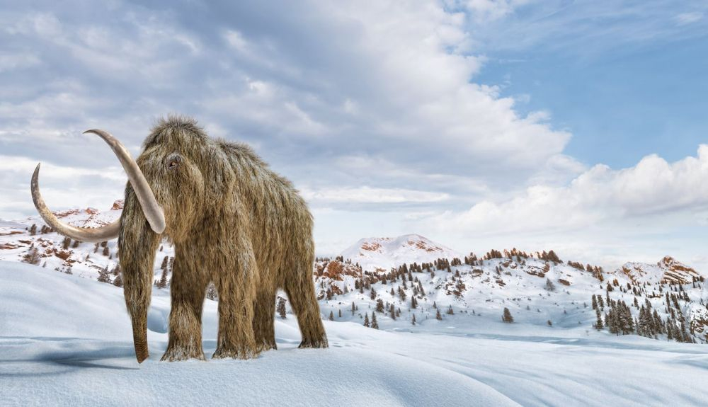 Mamut lanudo. El colgante hallado está realizado a partir de un colmillo de mamut. Mamut lanudo. El colgante hallado está realizado a partir de un colmillo de mamut.