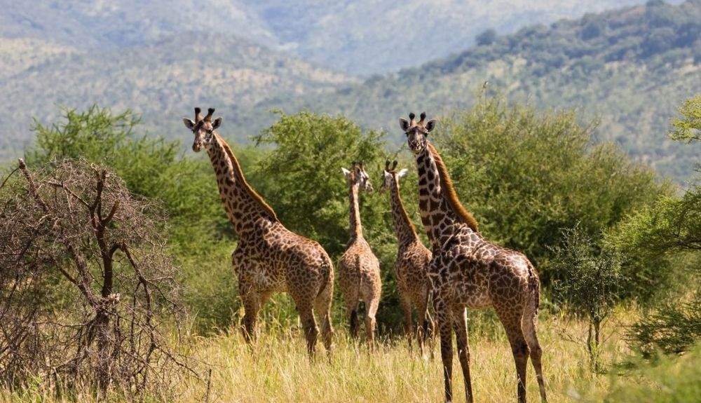 Las formaciones de los grupos de jirafas son muy fluidas y pueden cambiar varias veces al dia.