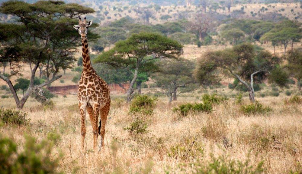 Se han estudiado casi 3.000 ejemplares de la región de Tarangire.