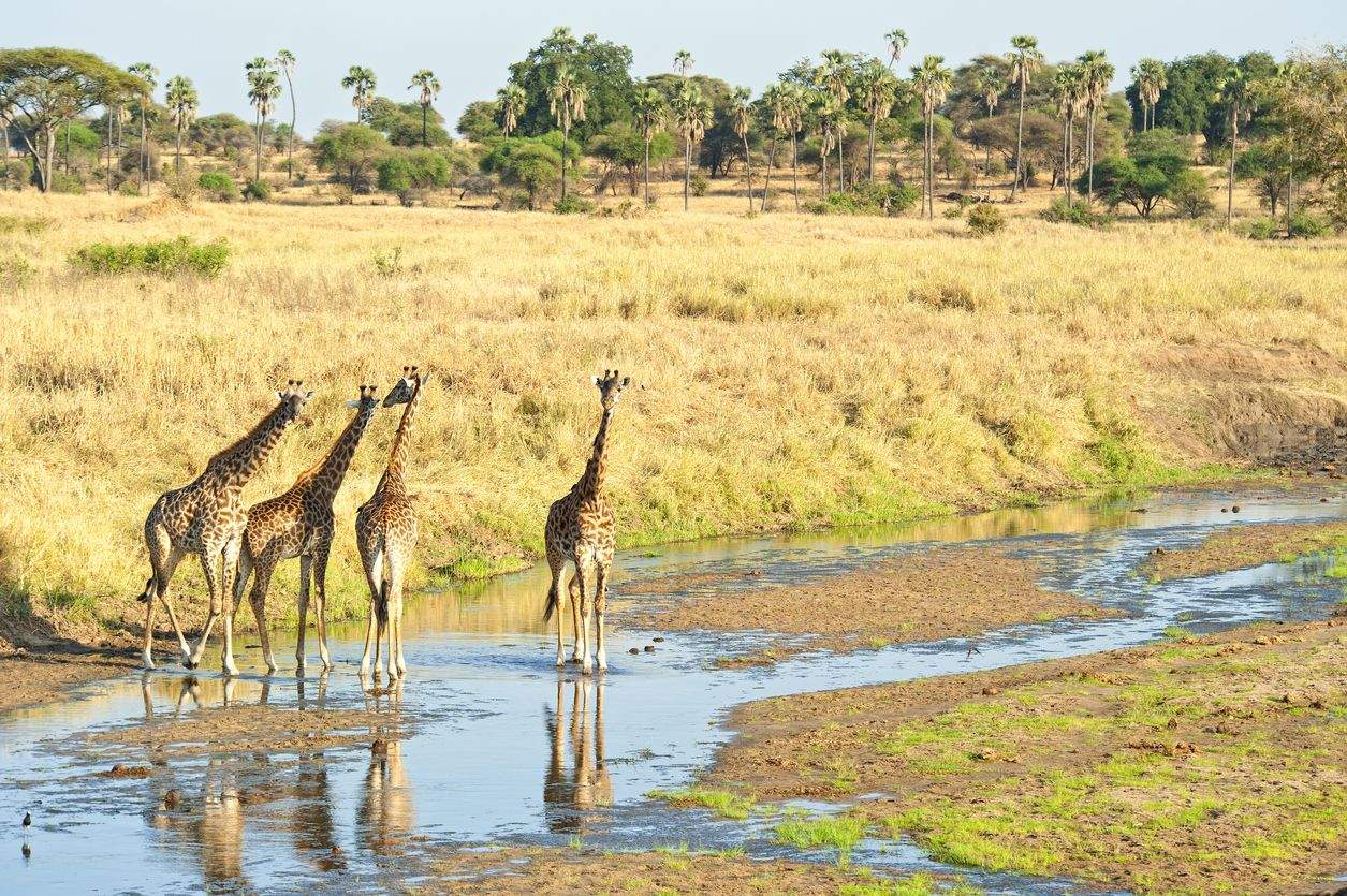 Grupo de jirafas, en las aguas poco profundas del río Tarangire, en el Parque Nacional Tarangire, en Tanzania.