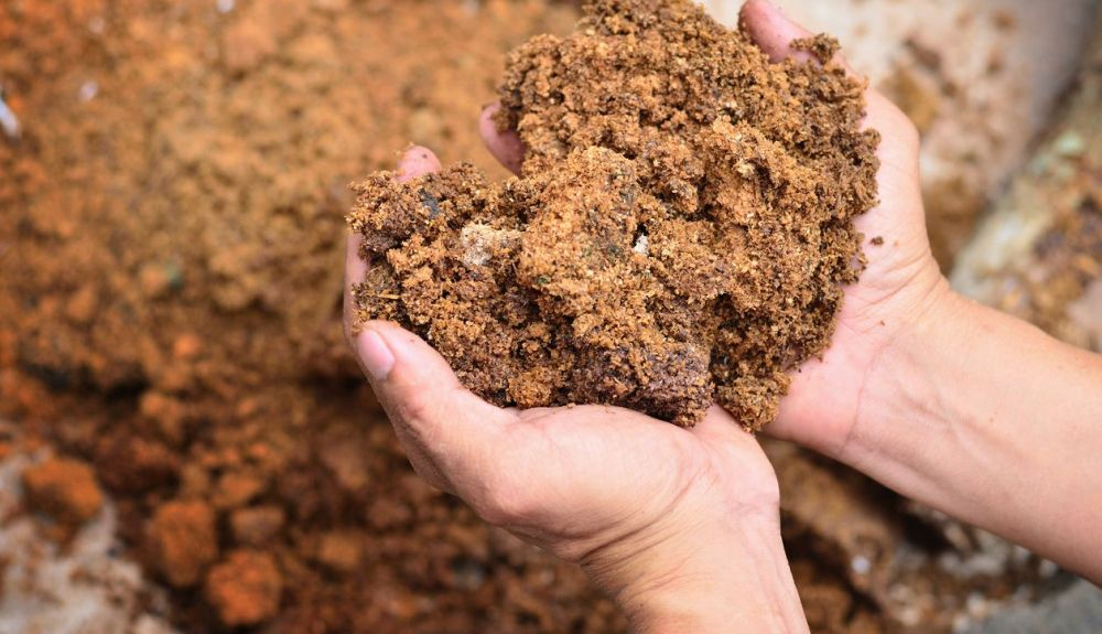 Según el estudio, los hongos son esenciales para crear un suelo que secuestre carbono en la tierra. Según el estudio, los hongos son esenciales para crear un suelo que secuestre carbono en la tierra.