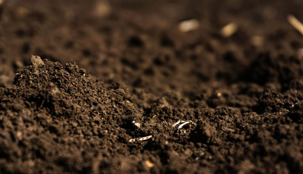 Lo que sucede en el suelo cultivado en laboratorio puede no ser lo mismo en el mundo real. Lo que sucede en el suelo cultivado en laboratorio puede no ser lo mismo en el mundo real.