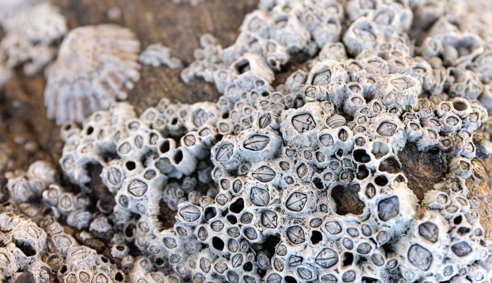 Los percebes se adhieren fuertemente a cualquier supèrficie. Los percebes se adhieren fuertemente a cualquier supèrficie.