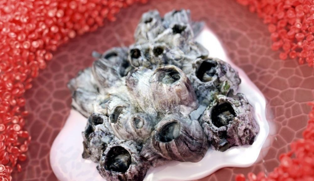 Los percebes utilizan aceites repelentes de contaminantes para adherirse a barcos y ballenas. Los percebes utilizan aceites repelentes de contaminantes para adherirse a barcos y ballenas.