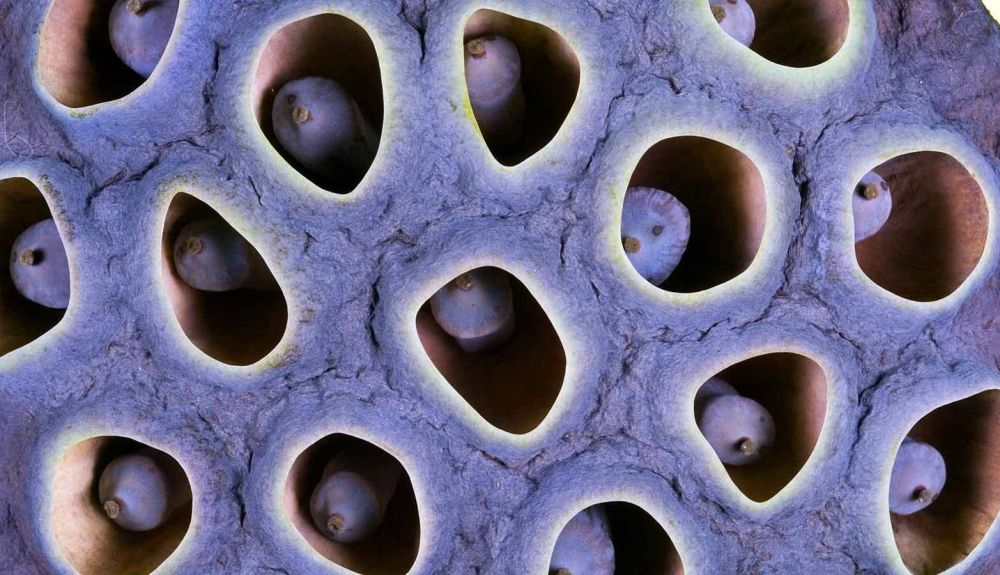Una teoría propone que los humanos han evolucionado para tener miedo de tales patrones. Una teoría propone que los humanos han evolucionado para tener miedo de tales patrones.