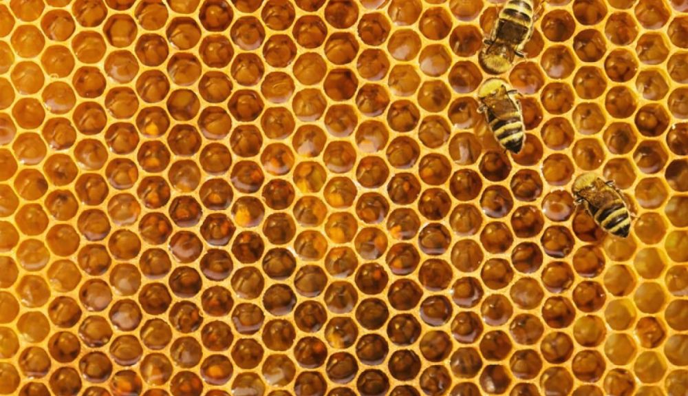 La teoría patológica sugiere que la triptofobia es una adaptación evolutiva. La teoría patológica sugiere que la triptofobia es una adaptación evolutiva.
