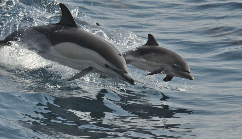 Algunos delfines protegen sus picos con esponjas marinas mientras buscan comida. Algunos delfines protegen sus picos con esponjas marinas mientras buscan comida.