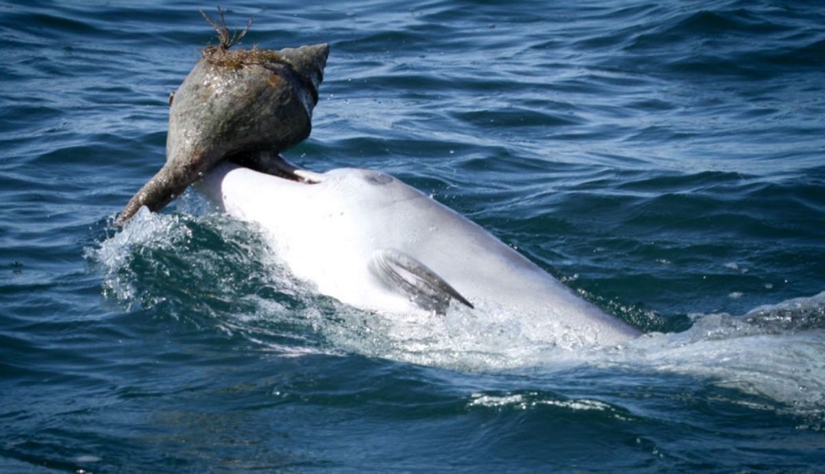 Algunos delfines nariz de botella en Shark Bay de Australia usan conchas para recolectar el almuerzo.