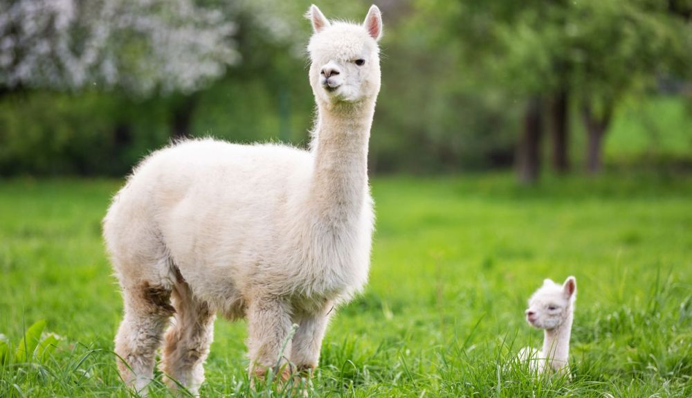 Alpaca blanca juntoa a sus descendencia. Alpaca blanca juntoa a sus descendencia.