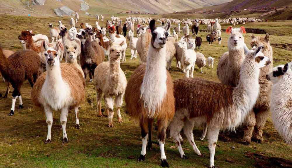 Las llamas y las alpacas se pueden cruzar. Las llamas y las alpacas se pueden cruzar.
