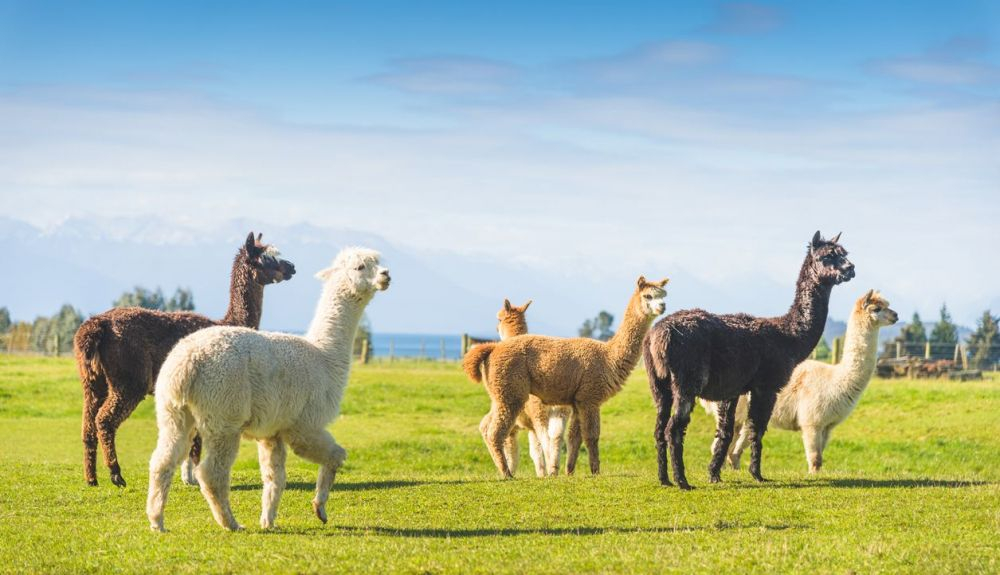 Las alpacas siempre defecan en el mismo lugar. Las alpacas siempre defecan en el mismo lugar.