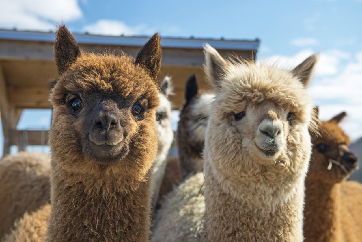 La alpaca posee un curioso comportamiento.