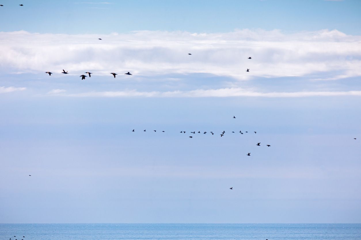 Millones de aves migratorias se sienten atraídas por una gran extensión del Atlántico Norte.