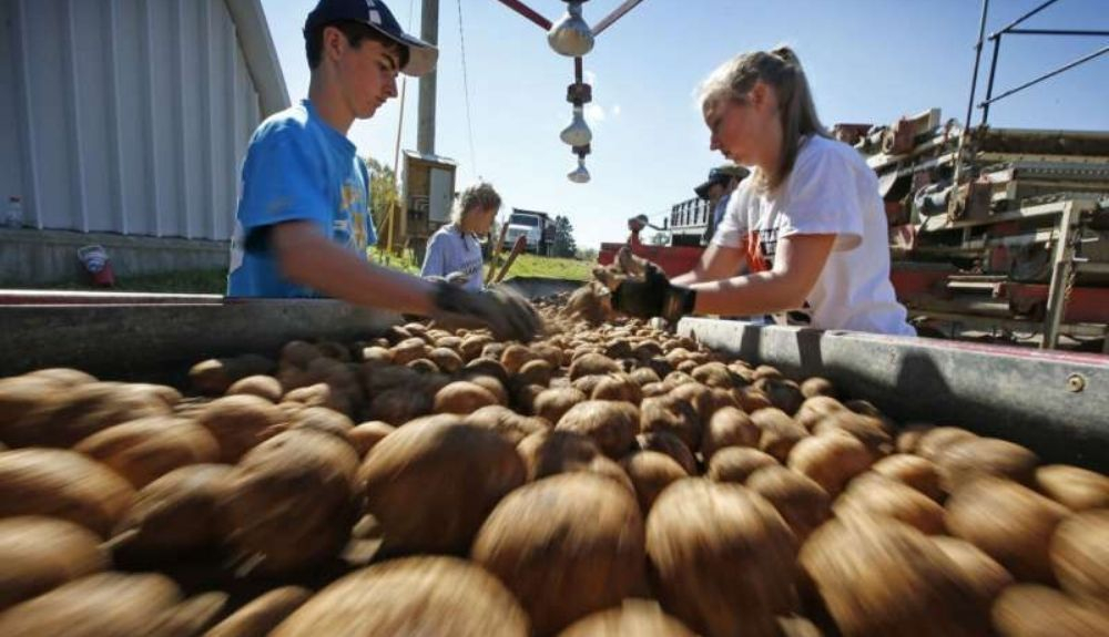 Las patatas pierden calidad con los efectos del cambio climático. Las patatas pierden calidad con los efectos del cambio climático.
