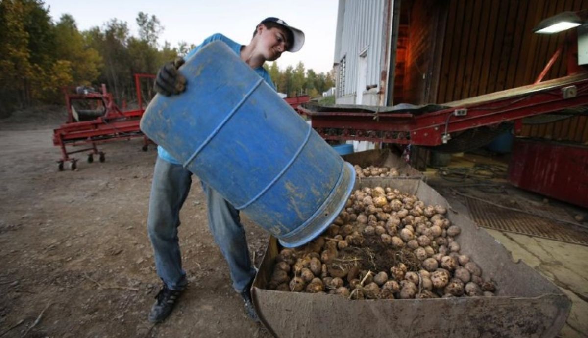 La Universidad de Maine investiga mejoras en las patatas para que sean resistentes al cambio climático.