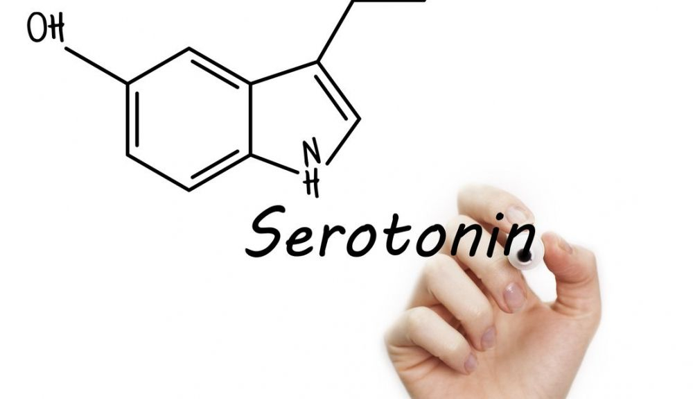Cuando una persona se siente importante el cerebro libera serotonina. Cuando una persona se siente importante el cerebro libera serotonina.