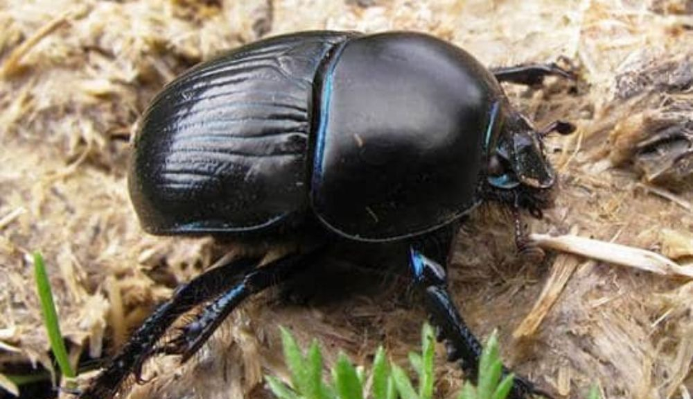 El insecto identificado caminando bajo la superficie del agua era un escarabajo carroñero. El insecto identificado caminando bajo la superficie del agua era un escarabajo carroñero.