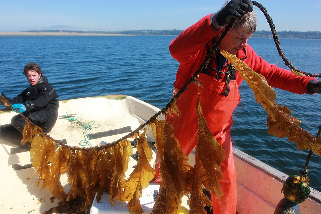 Los científicos proponen utilizar los oceános para luchar contra el cambio climático. Una de las estrategias sería cultivar algas.