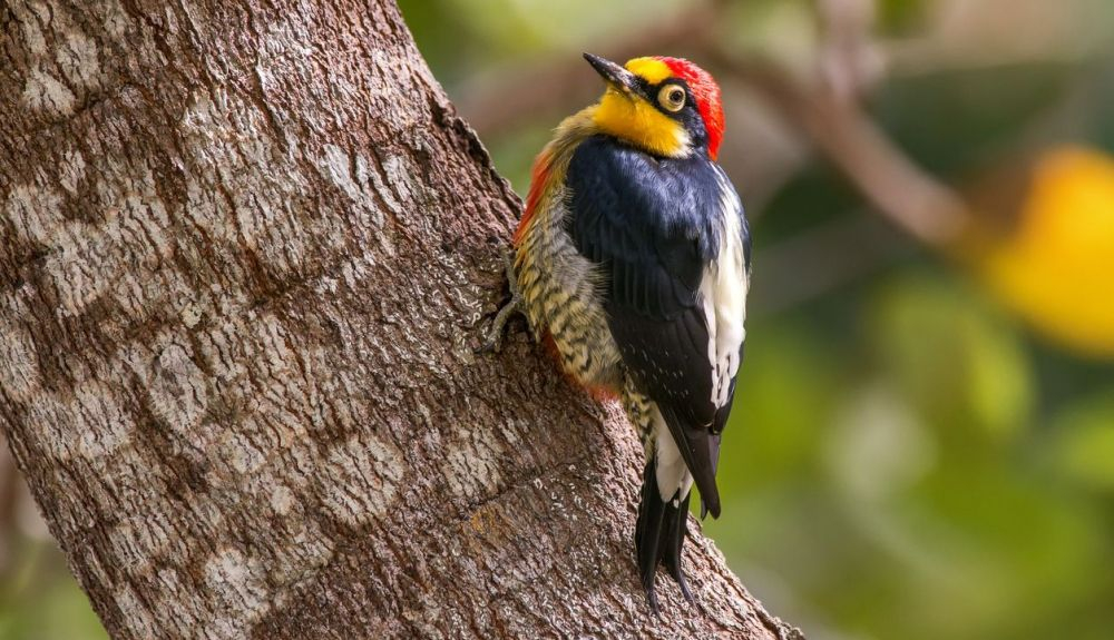 El pájaro carpintero usa la construcción del nido como parte del cortejo. El pájaro carpintero usa la construcción del nido como parte del cortejo.