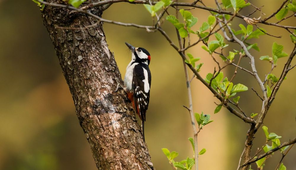 La cabeza del pájaro carpintero se mueve a unos vertiginosos seis metros por segundo. La cabeza del pájaro carpintero se mueve a unos vertiginosos seis metros por segundo.