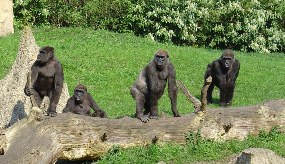La capacidad de reconocer a individuos escuchando solo sus llamadas es de extrema importancia para los animales sociales. La capacidad de reconocer a individuos escuchando solo sus llamadas es de extrema importancia para los animales sociales.