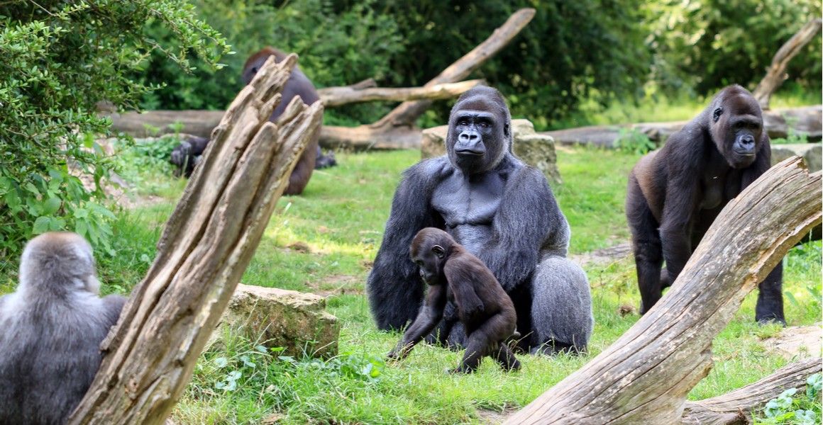 Los gorilas del zoológico de Atlanta podían diferenciar entre las voces de un extraño, un cuidador y un veterinario.
