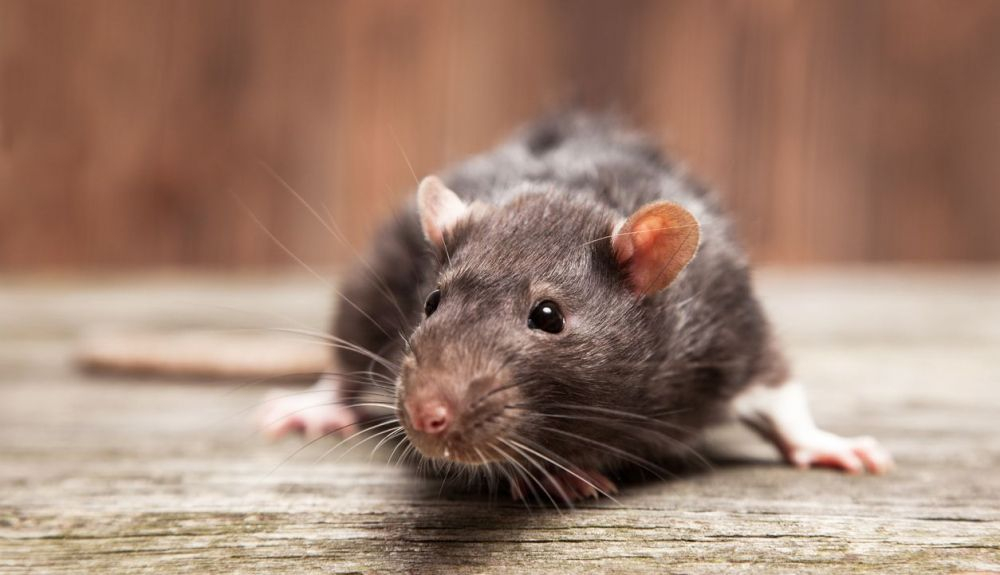 Después de acumular muchas mutaciones en una rata, el coronavirus alterado habría regresado de nuevo a los humanos. Después de acumular muchas mutaciones en una rata, el coronavirus alterado habría regresado de nuevo a los humanos.