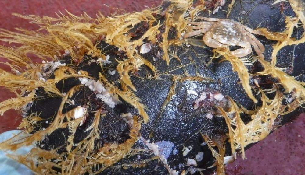 Más de la mitad de los artículos examinados contenían especies que generalmente se encuentran en la costa. Más de la mitad de los artículos examinados contenían especies que generalmente se encuentran en la costa.