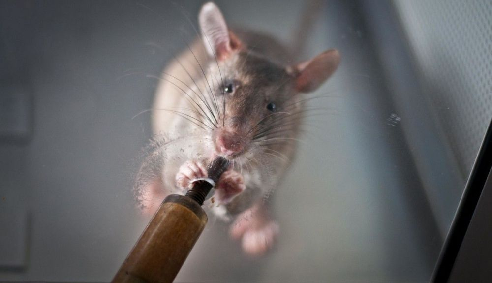 Las ratas  fueron alimentadas con una recompensa de gránulos en polvo mezclados con aguacate y plátano a través de una jeringa.