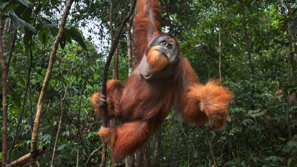 Los descubrimientos de fósiles en el sur de China sugieren que una especie de orangután ahora extinta se redujo gradualmente en tamaño durante casi 2 millones de años,