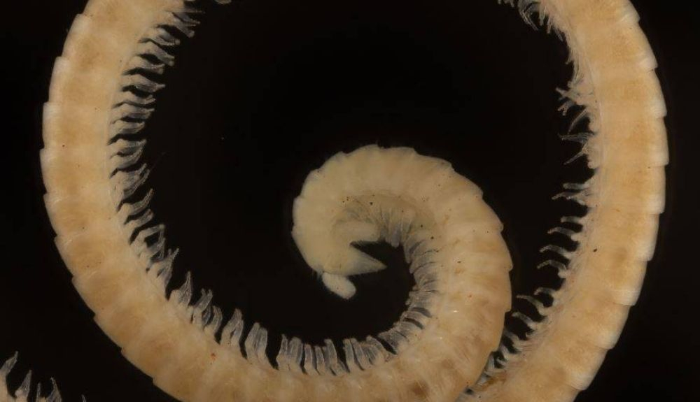 Detalle del cuerpo de la nueva especie Detalle del cuerpo de la nueva especie