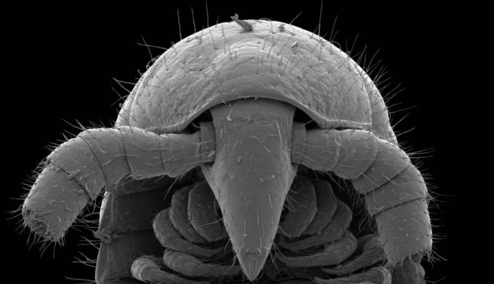 Vista al microscopio de la cabeza de uno de los individuos de la nueva especie Vista al microscopio de la cabeza de uno de los individuos de la nueva especie