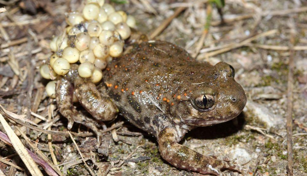 El sapo partero común (Alytes obstetricans) macho con una nidada de huevos alrededor de sus piernas. El sapo partero común (Alytes obstetricans) macho con una nidada de huevos alrededor de sus piernas.