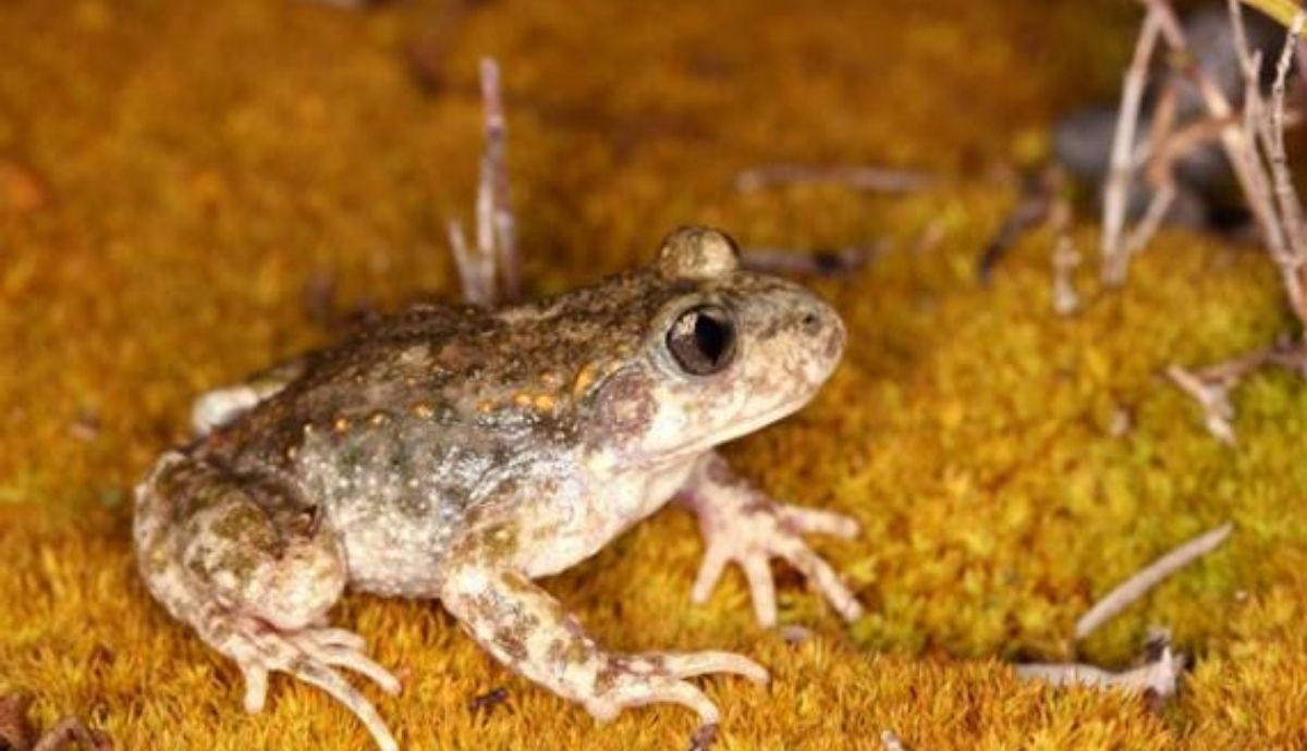 La nueva subespecie de sapo partero, que habita en la cordillera pieranica.