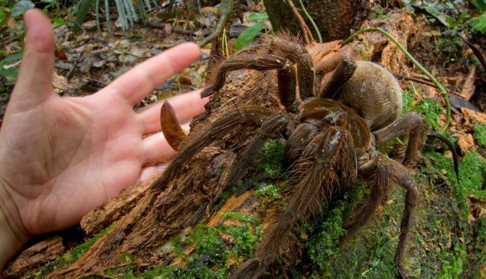 Birdeater goliat es una araña gigante que tiene un veneno parecido a una avispa. Birdeater goliat es una araña gigante que tiene un veneno parecido a una avispa.