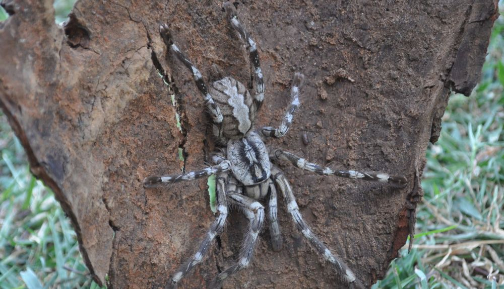 Esta araña gigante vive en edificios abandonados. Esta araña gigante vive en edificios abandonados.