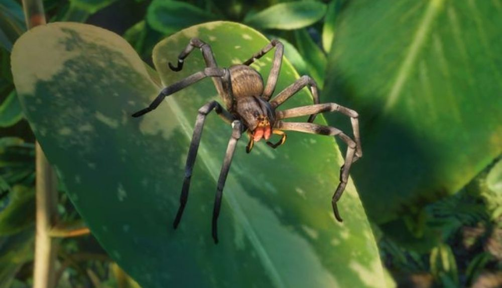La araña errante brasileña es muy agresiva. La araña errante brasileña es muy agresiva.