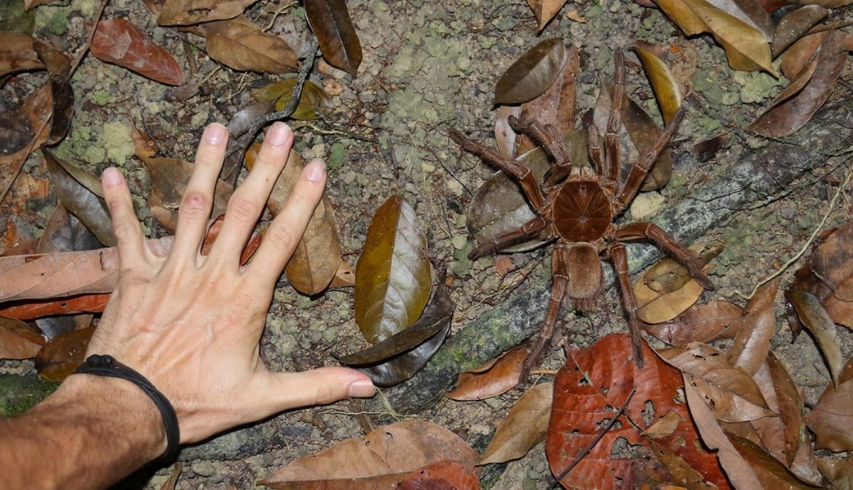La lista de las arañas gigantes está encabezada por Birdeater goliat.
