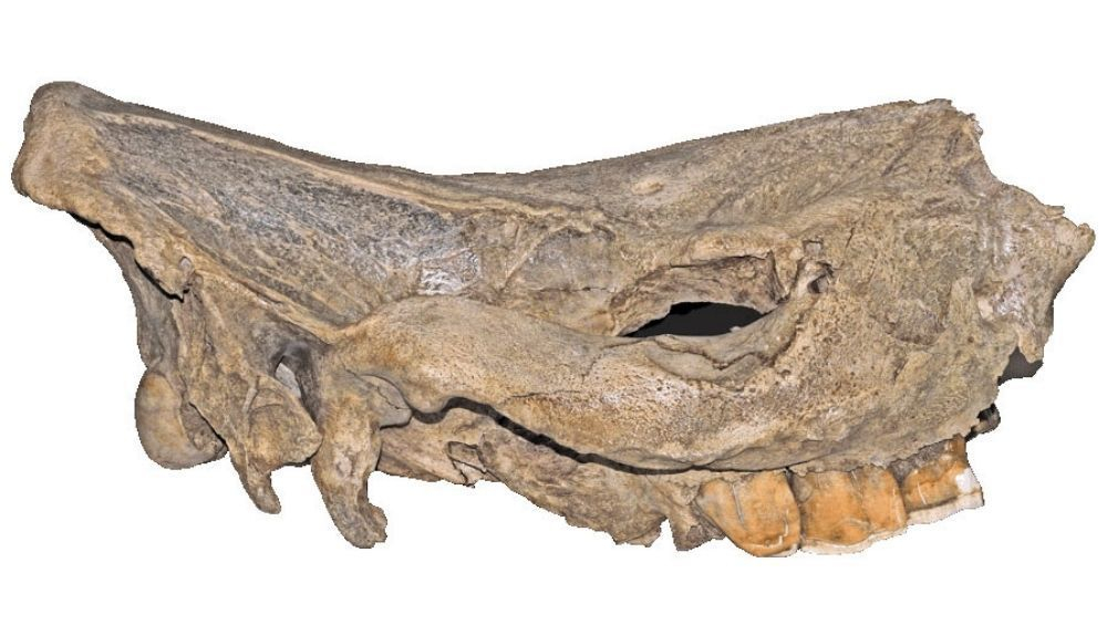 El cráneo del rinoceronte blanco ha permitido datar con bastante exactitud el momento en el que ocupó el hábitat de Ceratotherium mauritanicum. El cráneo del rinoceronte blanco ha permitido datar con bastante exactitud el momento en el que ocupó el hábitat de Ceratotherium mauritanicum.