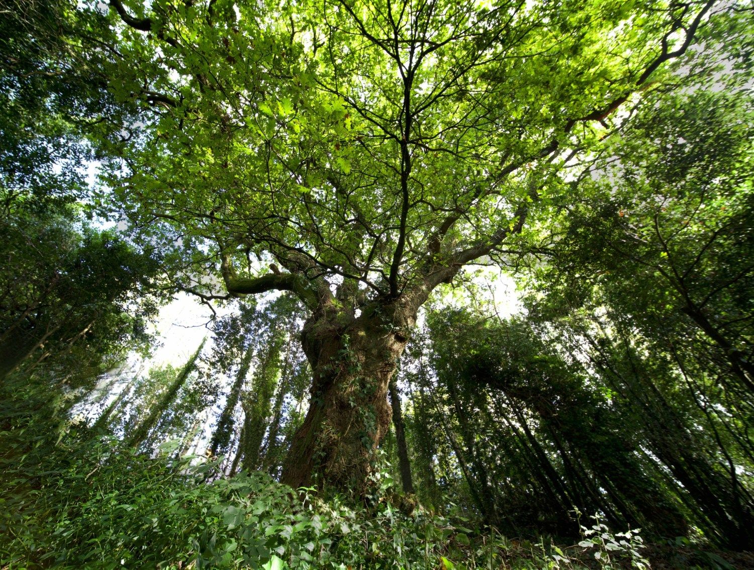 El Carballo del Bosque del banquete de Conxo ha sido elegido Árbol del Año 2022.