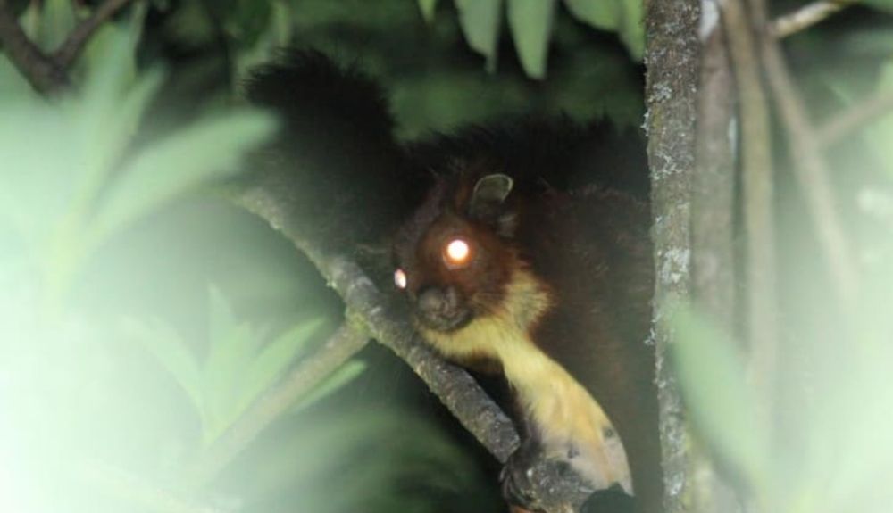 Recientemente, se descubrió una extraña ardilla voladora del tamaño de un chihuahua.